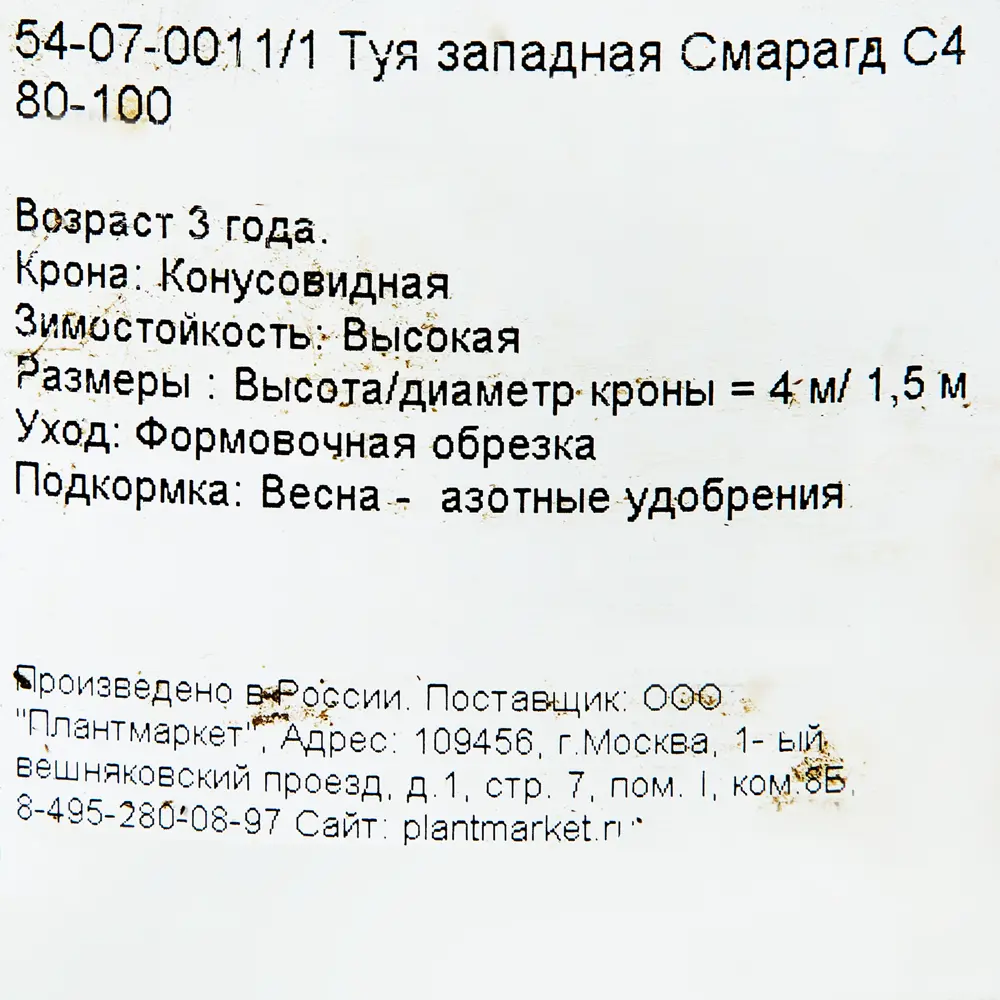 Туя западная Смарагд С4/80-100 см 18470158 STLM-2069120 PLANTMARKET  - Вид №2