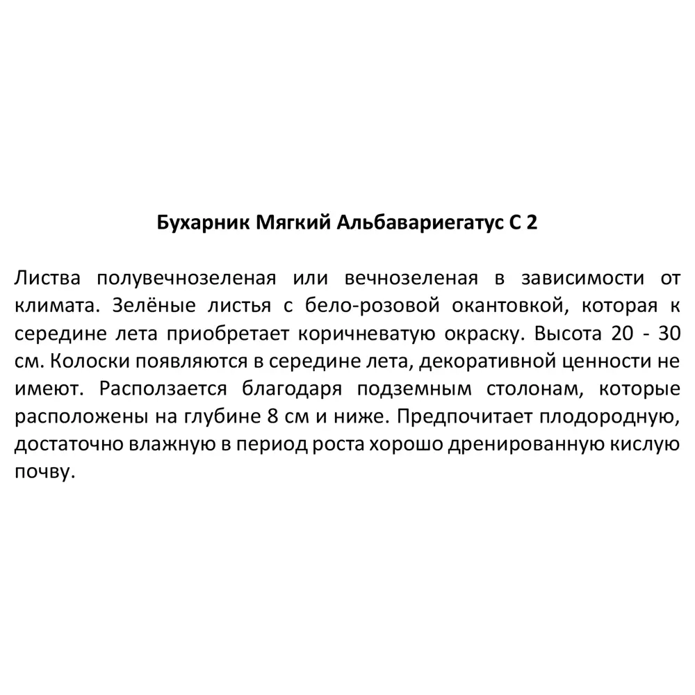 Бухарник Альбавариегатус ø17 h30 см 85324864 STLM-2124863 Santreyd  - Вид №2