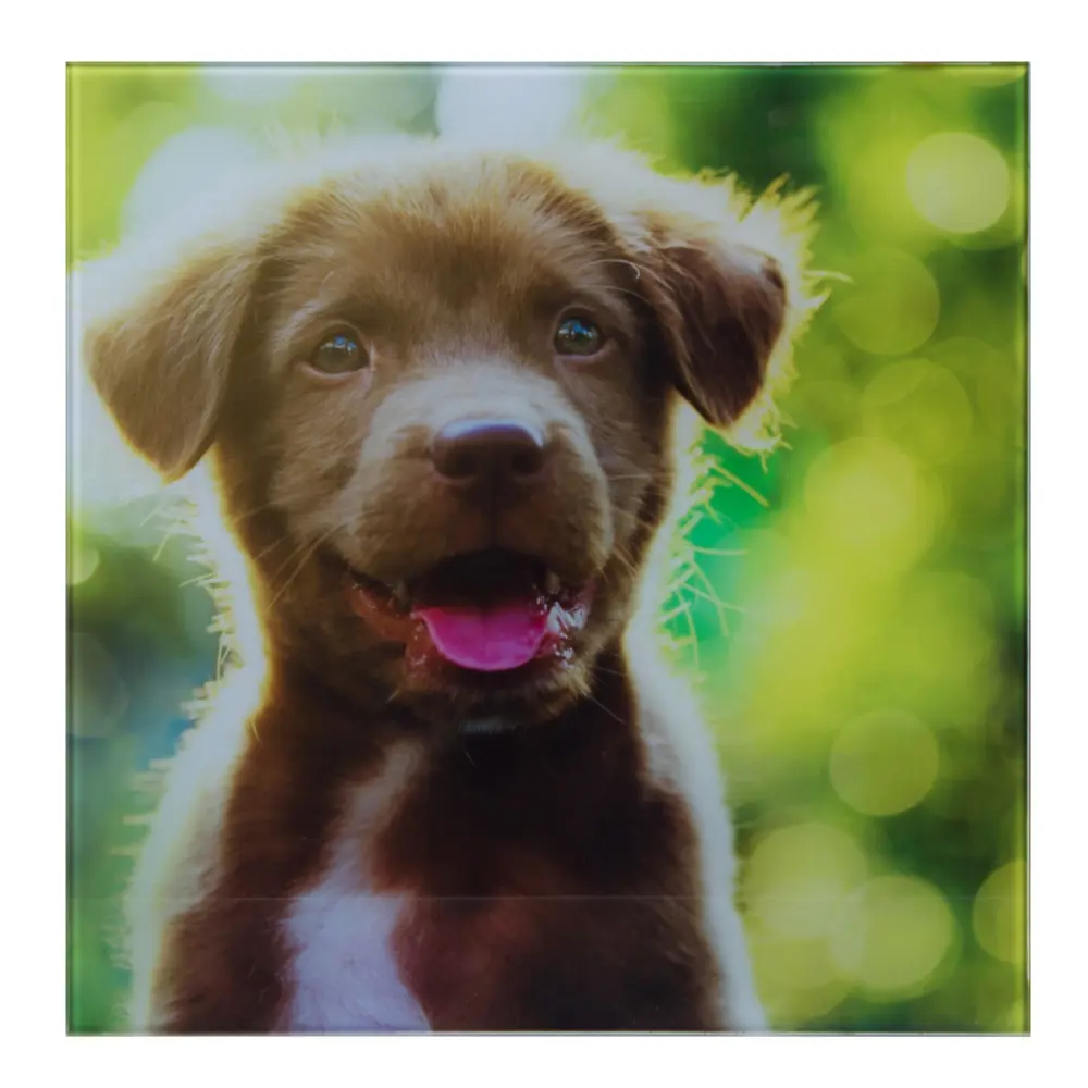 Картина на стекле 30х30 см «Щенок» Santreyd STLM-2194896