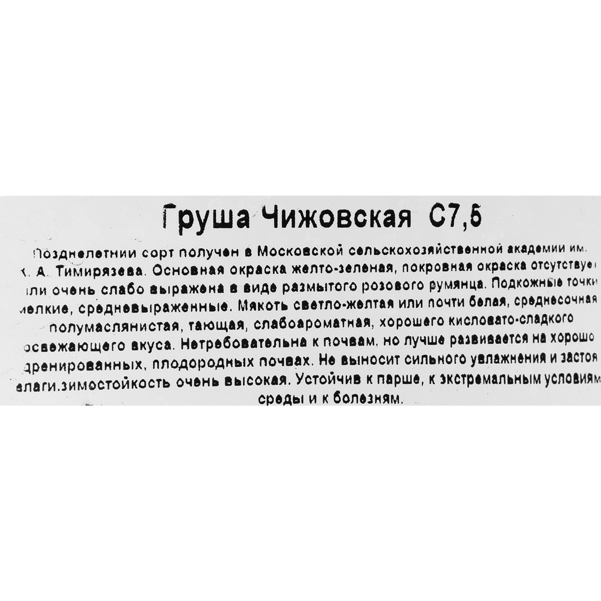 82585413 Груша «Чижовская» 25x120 см Santreyd  - Вид №2