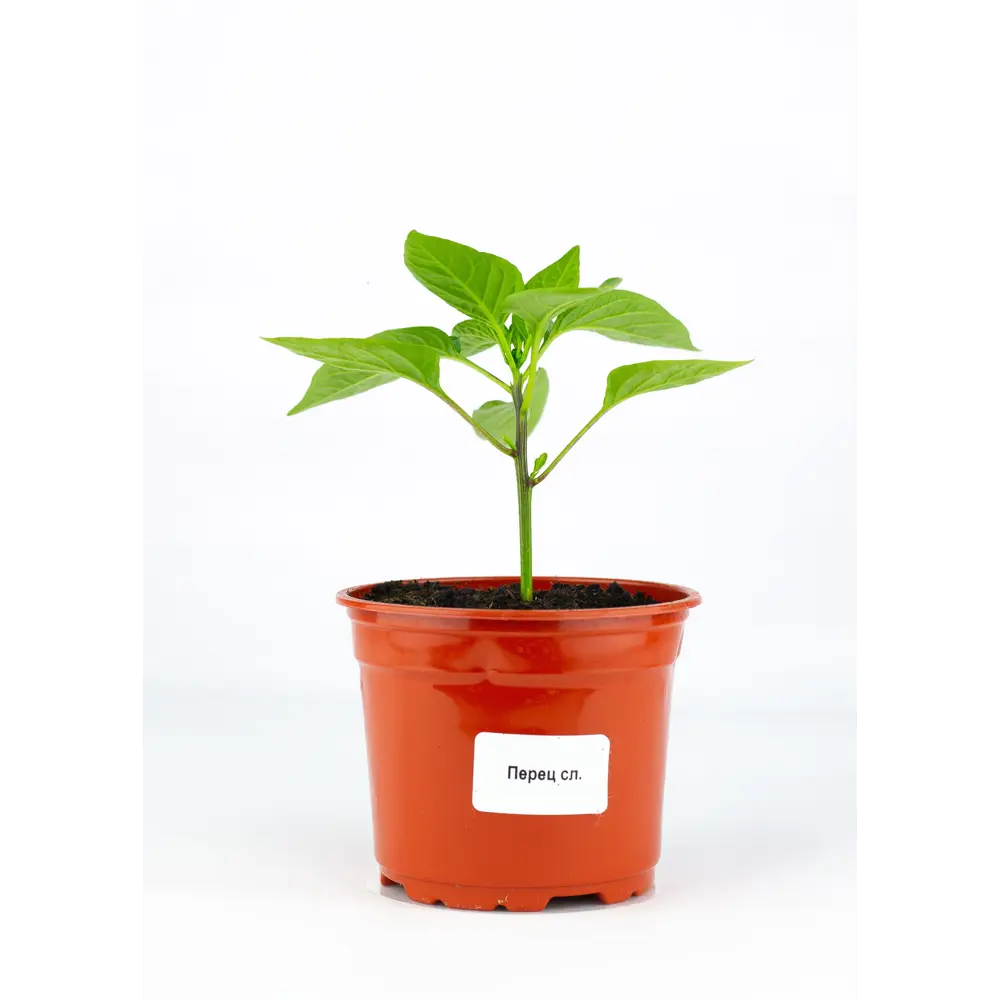 Перец сладкий ø12 h15 см Santreyd STLM-2087731