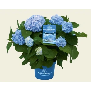 Гортензия Макрофилла декоративный кустарник ø23 h45 см 89433605