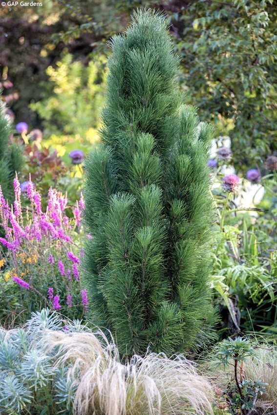 Сосна черная Santreyd - стройное хвойное дерево для ландшафтного дизайна 87718662 STLM-0075334 - Вид №3