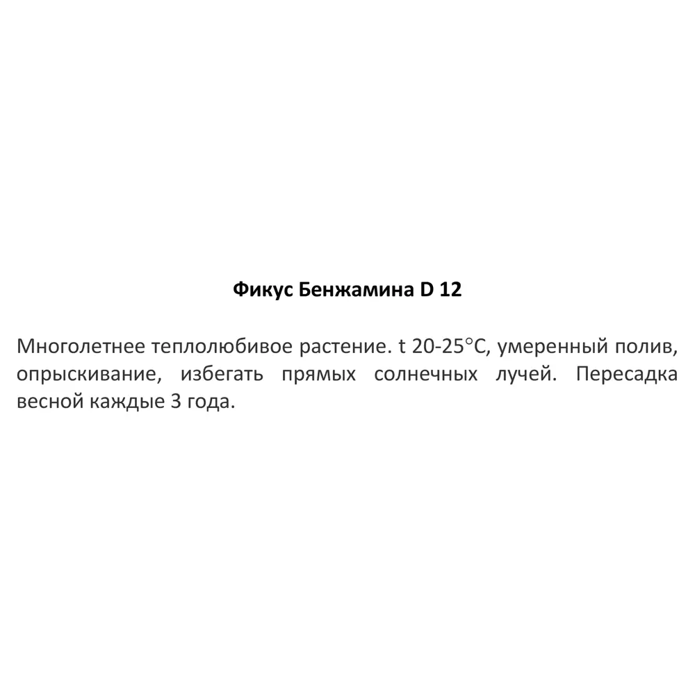 Фикус бенджамина ø12 h25 см 83247490 STLM-2136173 Santreyd  - Вид №3