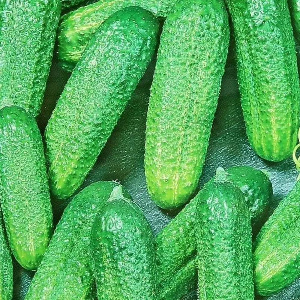 Семена огурца Изящный от AGRONI - ранний урожайный сорт 17251041 STLM-0949738