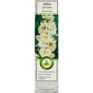 Айва красивая Юкиготен h37 см в тубе 82150717 STLM-2090247
