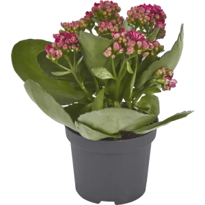 Каланхое Махровый микс 9x16 см 82399673 STLM-2148014