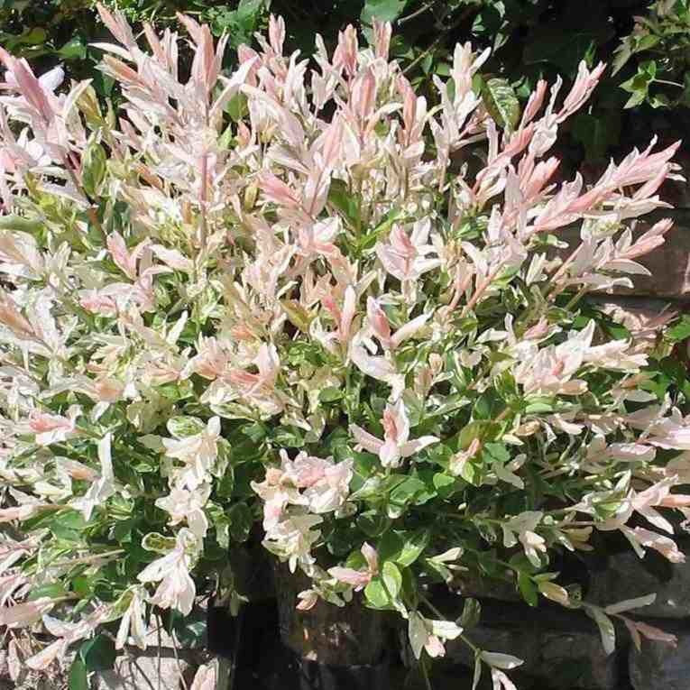 Ива Хакуро Нишики Santreyd - декоративный кустарник с разноцветной листвой 82596820 STLM-0030960