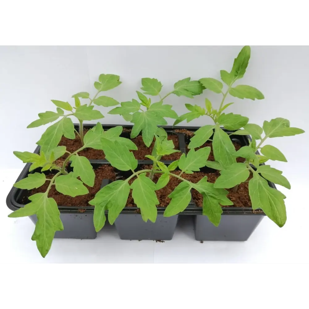 Томат Мини микс h15 см 6 шт Santreyd STLM-2189646