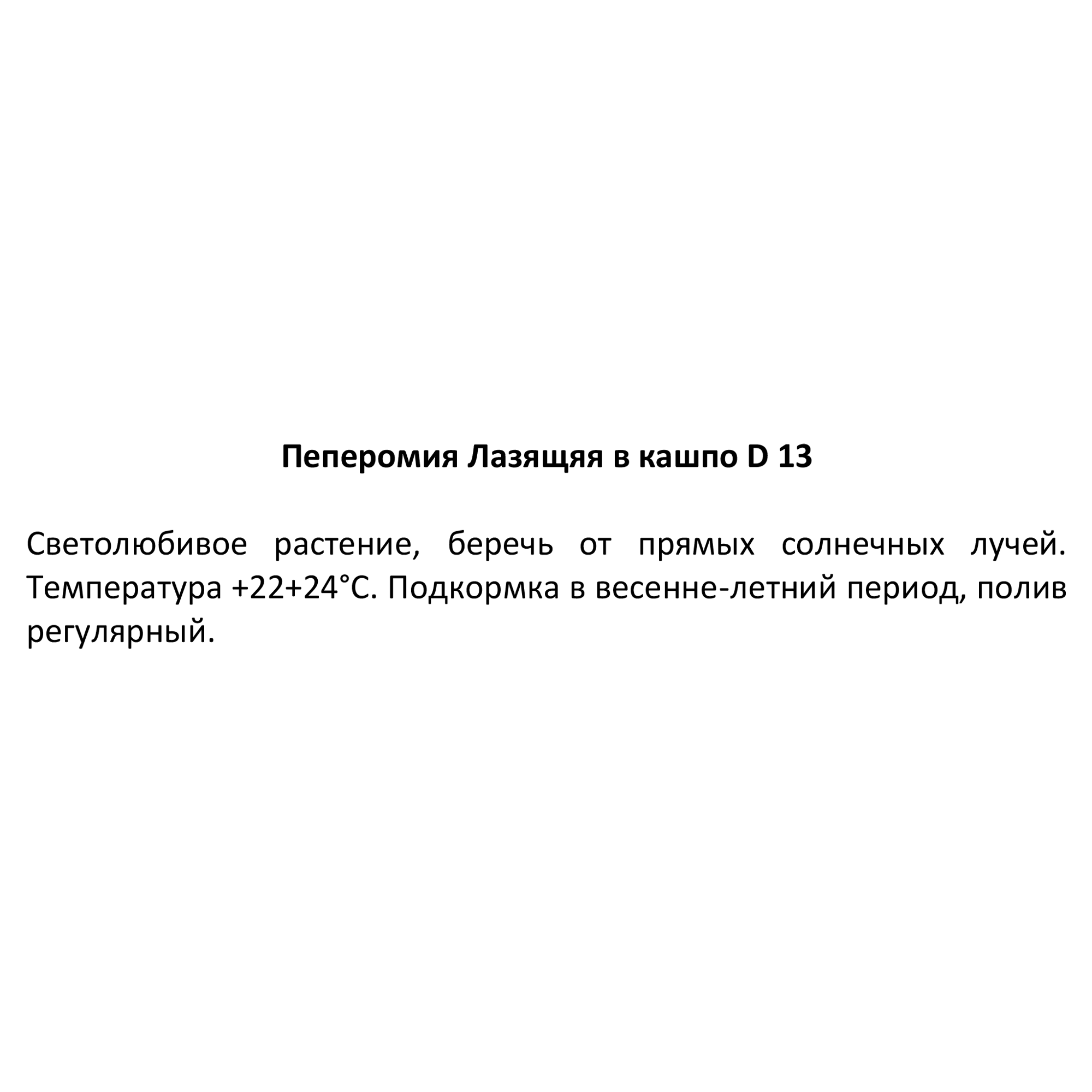 Пеперомия Лазящая - декоративное комнатное растение для озеленения интерьера 85535967 Santreyd STLM-0063573 - Вид №4