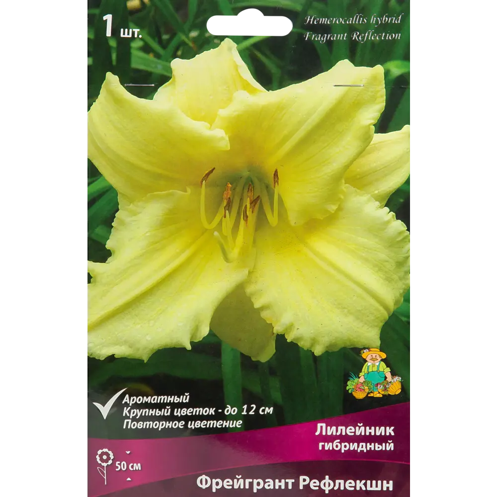 Лилейник гибридный Фрейгрант рефлекшн луковица I 88294960 STLM-2054789 Santreyd 