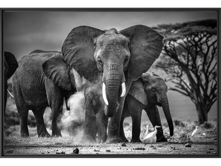 Печать фотографий на бумаге YellowKorner животное ARCH-00040743