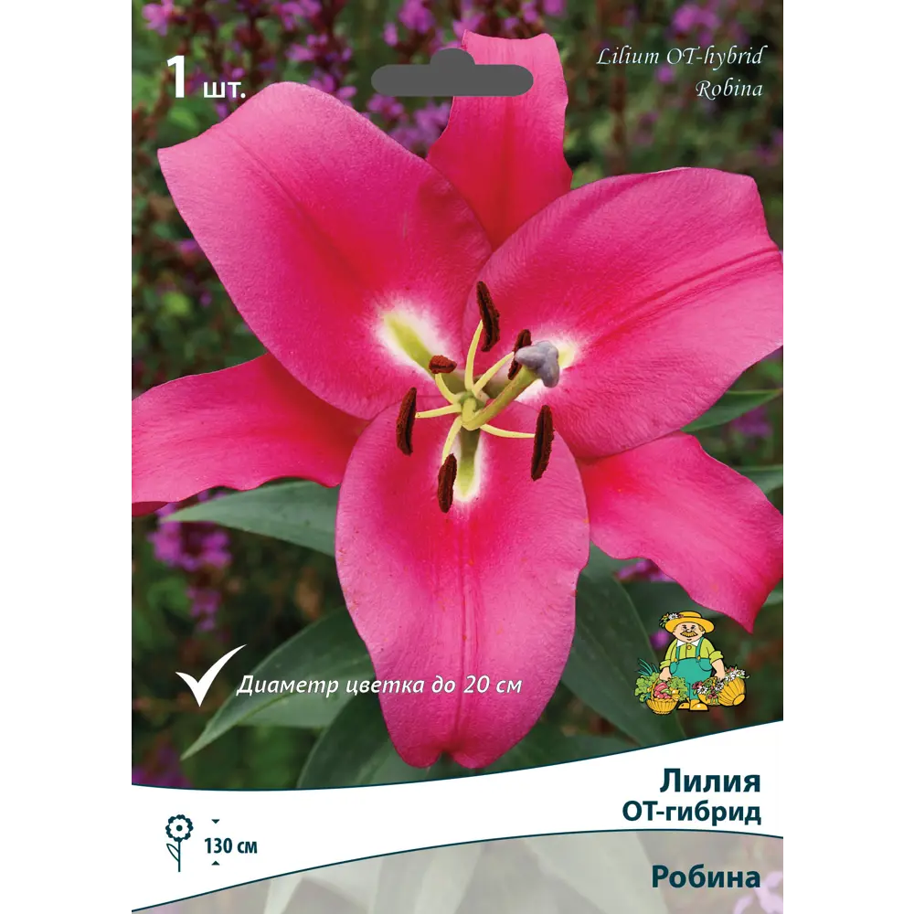 Лилия ОТ-гибрид Робина луковица 14/16 83597470 STLM-2004457 Santreyd 