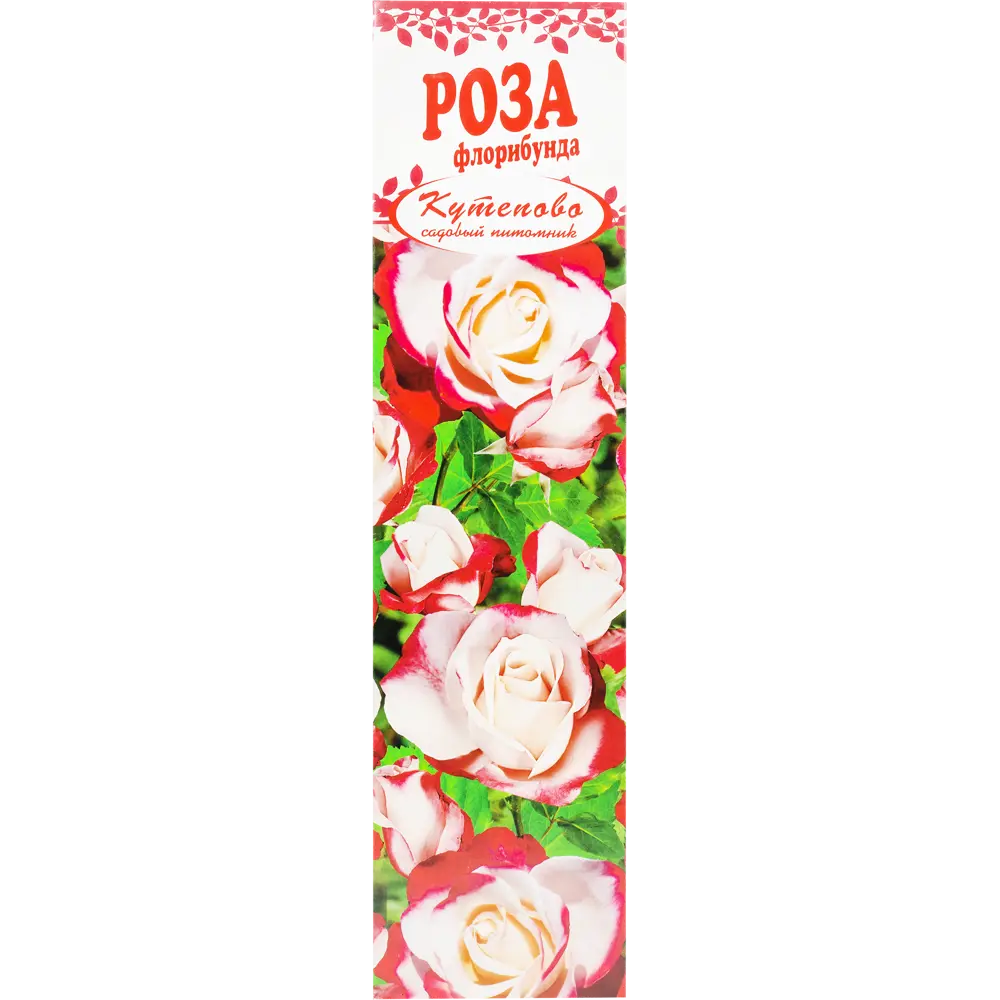 Роза Флорибунда «Мид Саммер» в коробке 82155317 STLM-2049476 Santreyd 