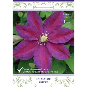 Клематис крупноцветковый Сансет h15 см 83431379 STLM-2106080