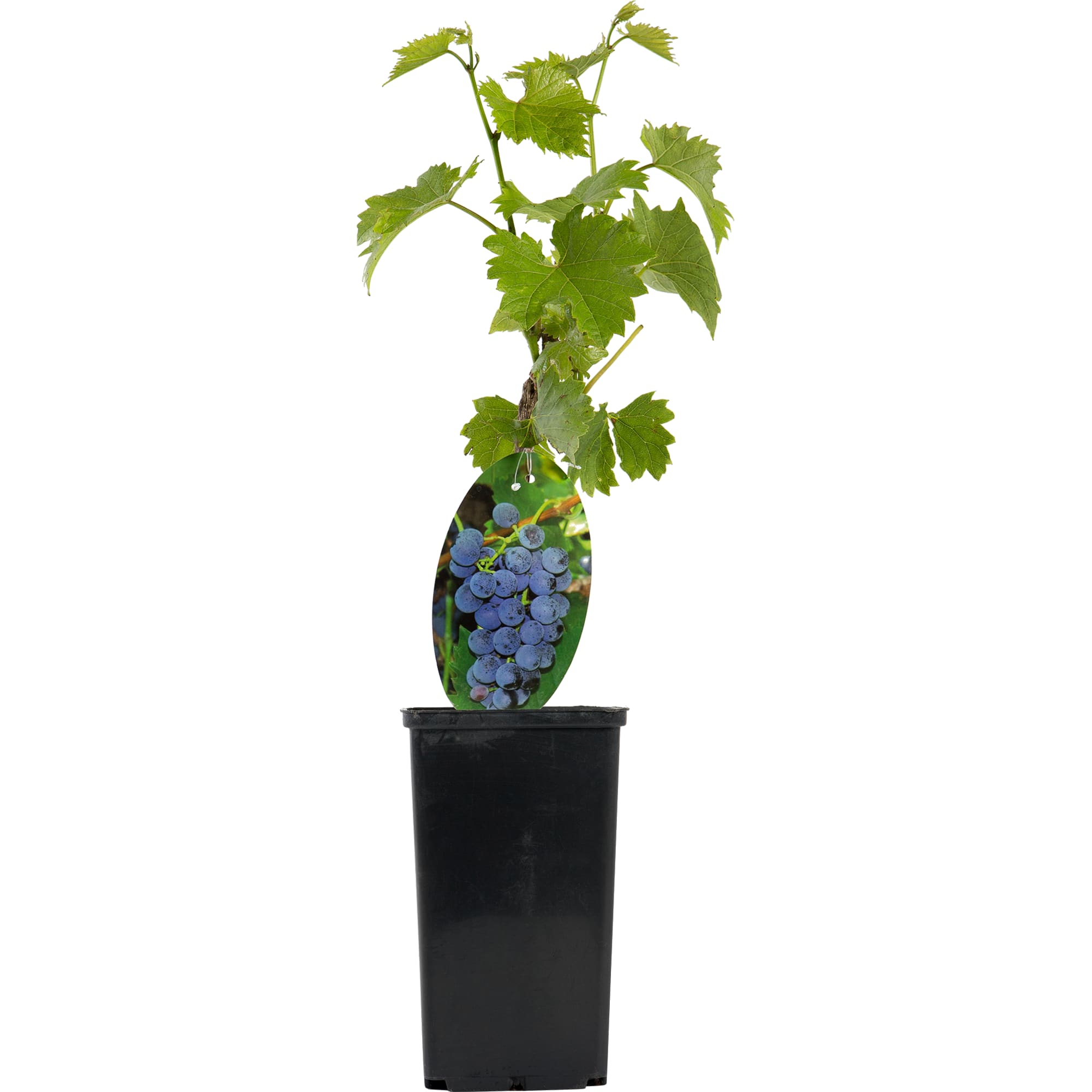 82282240 Виноград плодовый «Надежда Азос» С2 50 см Santreyd  - Вид №2