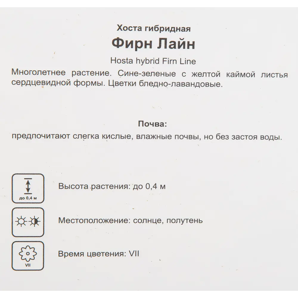 Хоста гибридная «Фирн Лайн» 17x20 см 82585376 STLM-2082780 Santreyd  - Вид №2