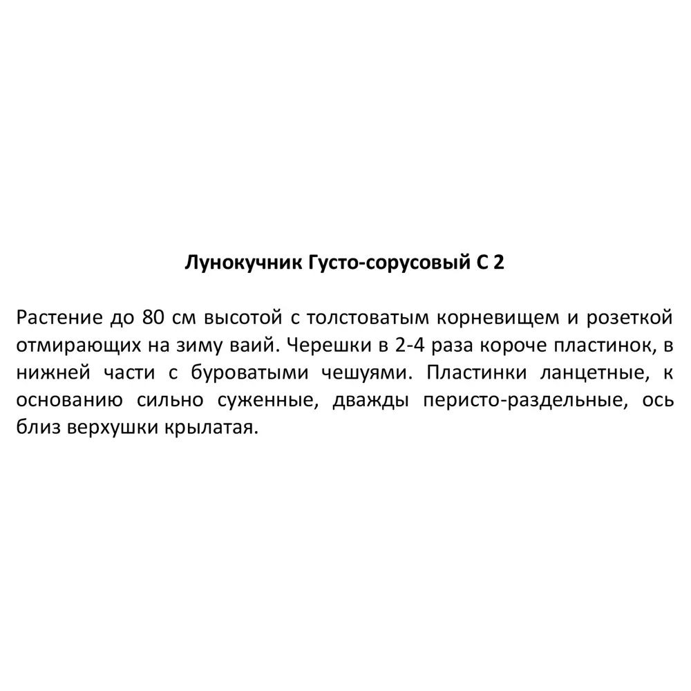 Лунокучник густо-сорусовый ø17 h30 см 85325367 STLM-2186224 Santreyd  - Вид №2