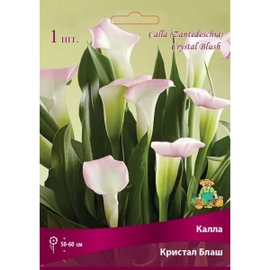 Калла Кристал Блаш луковица 14/16 83598106 STLM-2060521