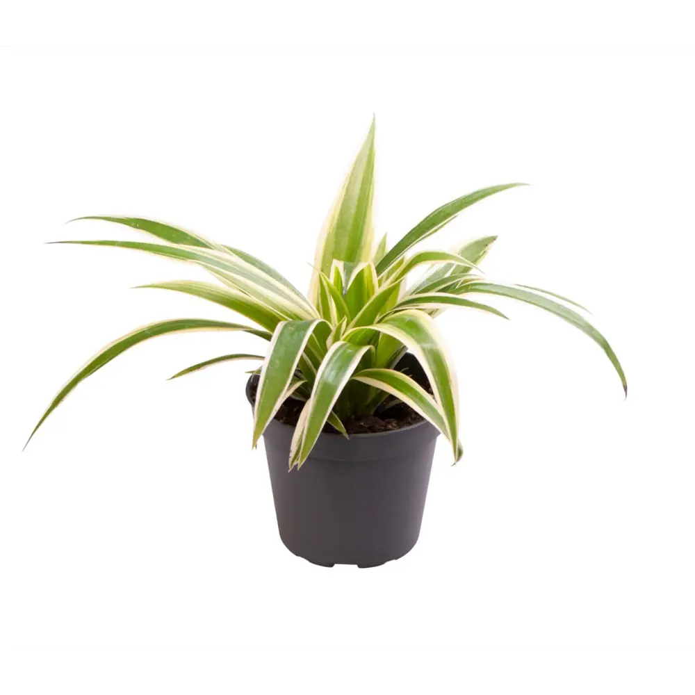 Santreyd Хлорофитум Айриш — изящный комнатный фонтанчик зелени 89375036 STLM-0952590