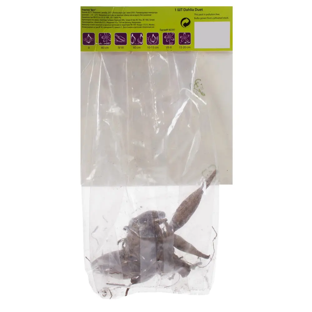 Георгина декоративная Дуэт II, 1 шт Santreyd STLM-2000075 - Вид №1