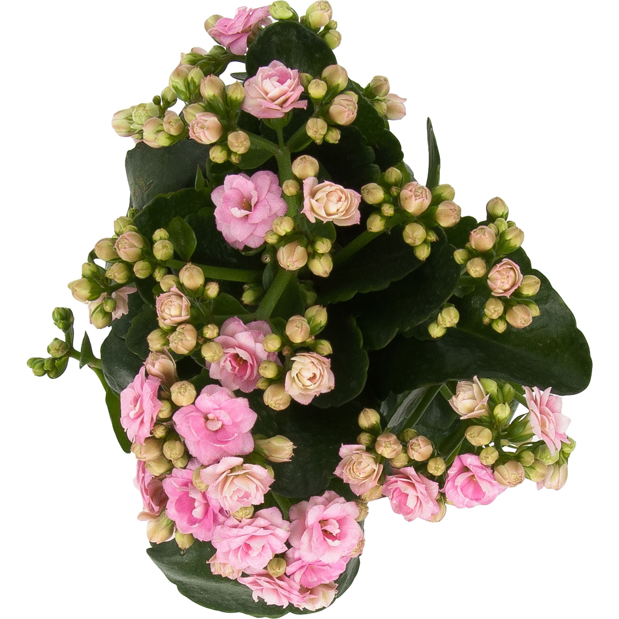 84450732 Каланхое Тисенто микс в подарочной упаковке ø12 h25 см Santreyd  - Вид №1