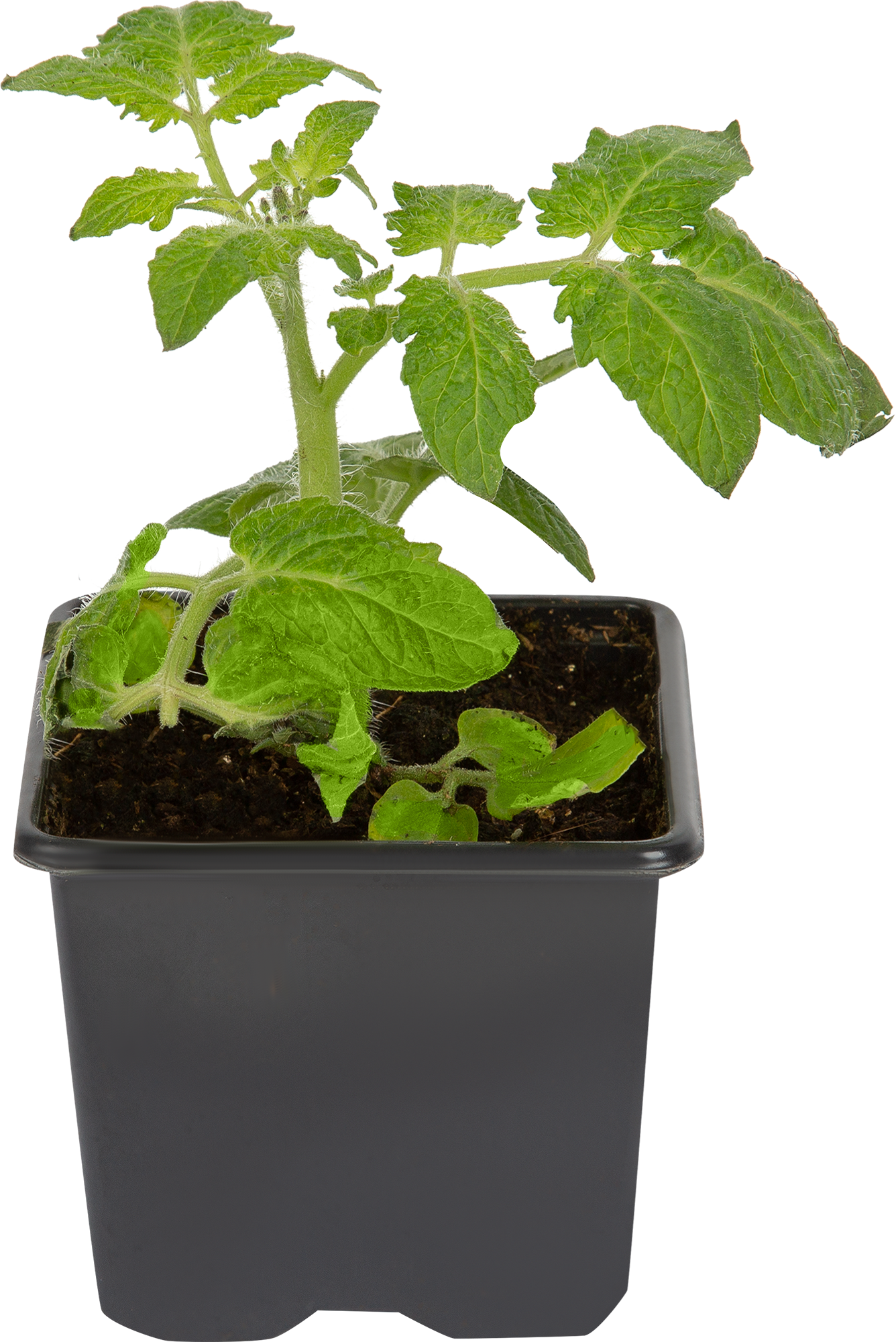 Рассада томатов Черри Santreyd - сладкие помидоры для дома и сада 85441078 STLM-0062774