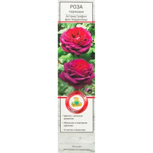 Роза парковая Астрид Графин Фон Харденберг 82527352 STLM-2163964