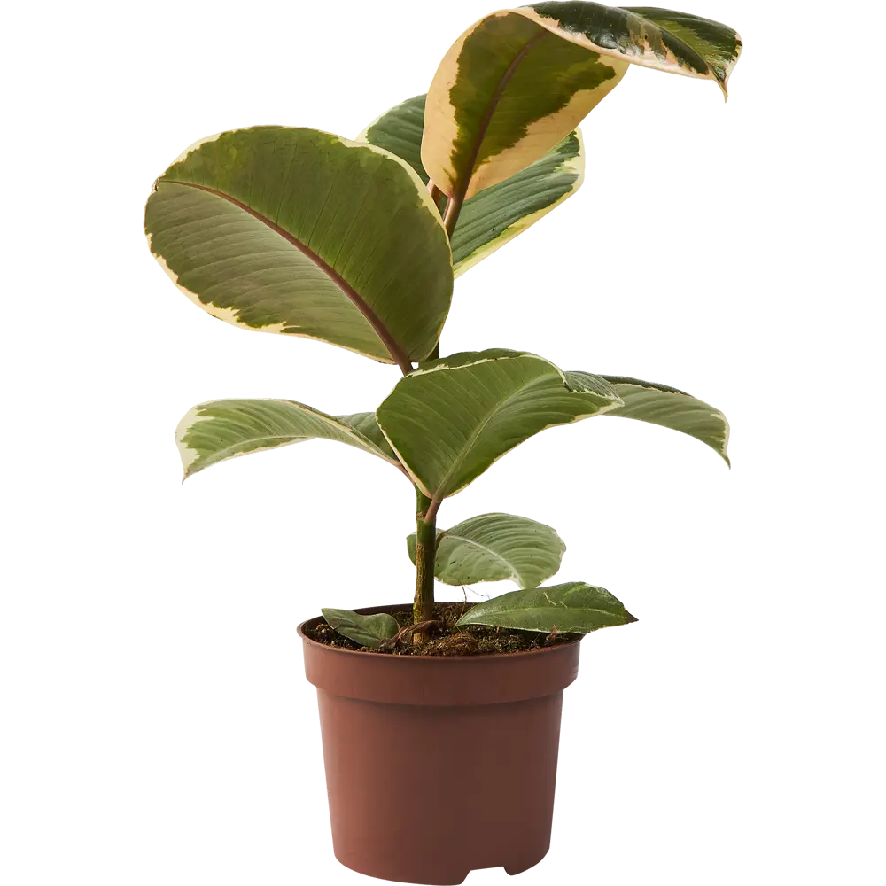 Фикус Эластика Santreyd — изящное комнатное растение для уютного интерьера 85324846 STLM-0061459 - Вид №2