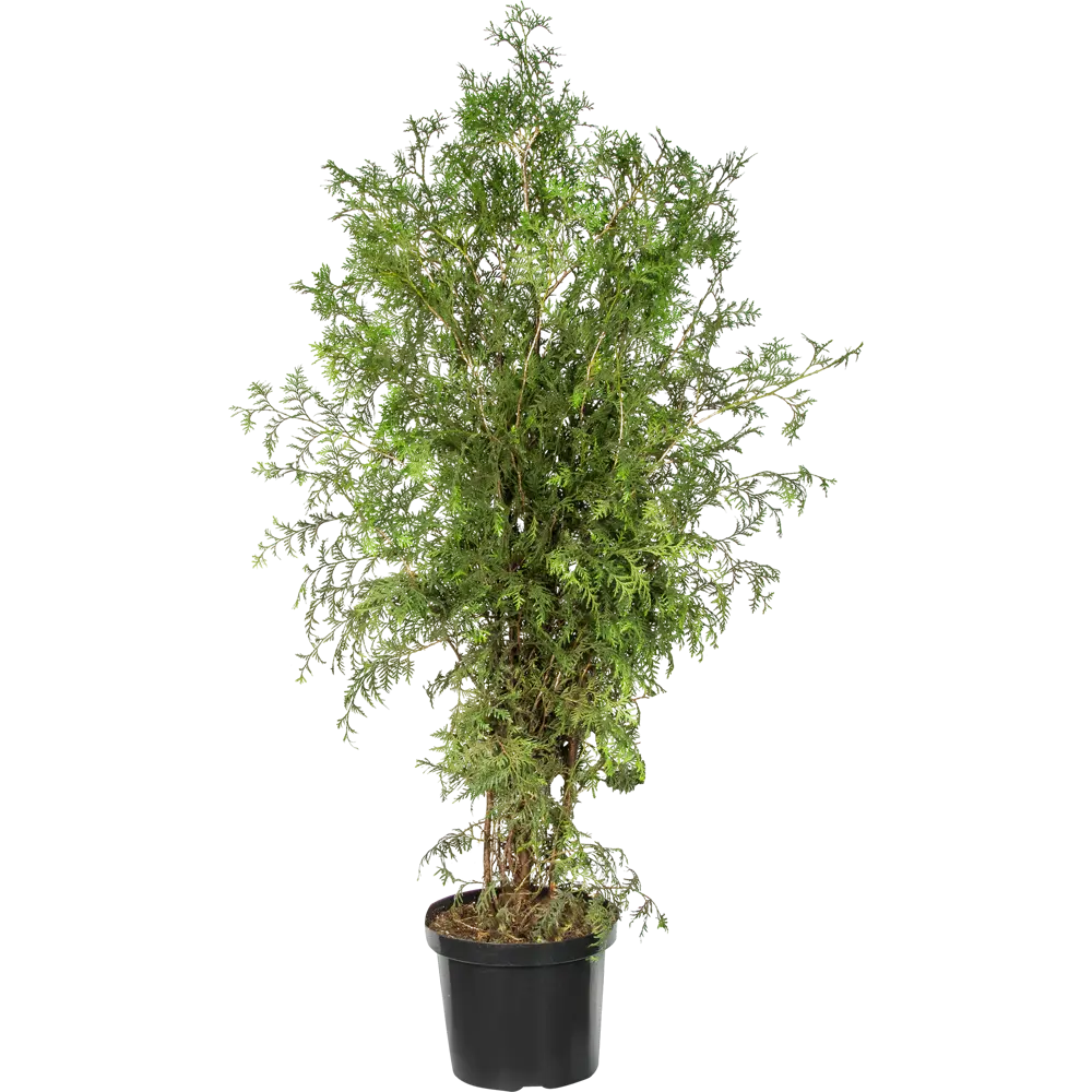 Туя западная «Брабант» C10 140-160 см 82174069 STLM-2061780 PLANTMARKET 