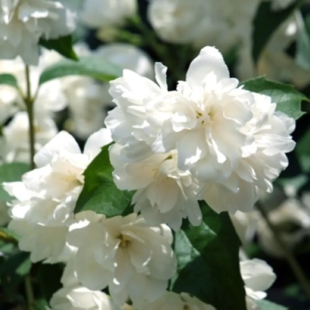 Чубушник виргинский Шнеештурм в тубе 82539527 STLM-2189369 BLOOMING LIFE  - Вид №1
