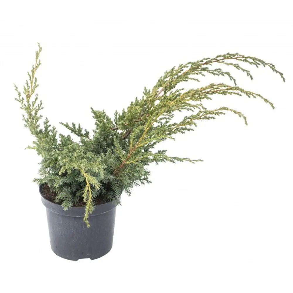 Можжевельник чешуйчатый Блю Свиде ø15 h50 см 84834061 STLM-2093186 PLANTMARKET 