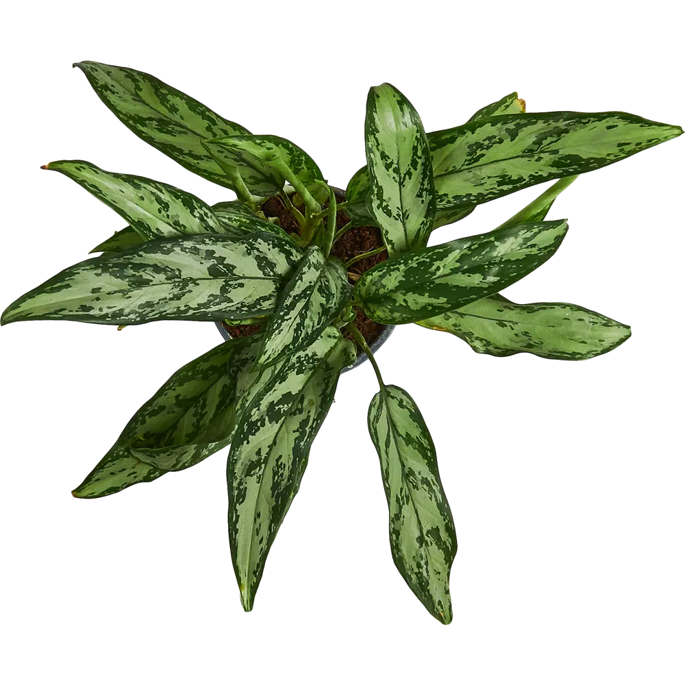 Santreyd Аглаонема микс — декоративное комнатное растение с узорчатыми листьями 85062756 STLM-0058093 - Вид №2