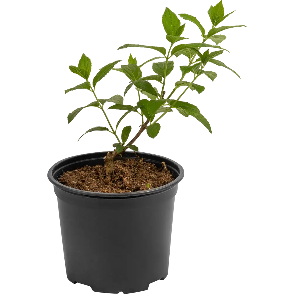 Гортензия Фантом Santreyd - бело-розовая метельчатая красавица 18016174 STLM-0009255 - Вид №1