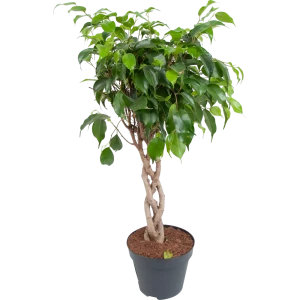 Фикус "Даниэль переплет" 17x65 см 82850353 STLM-2098740
