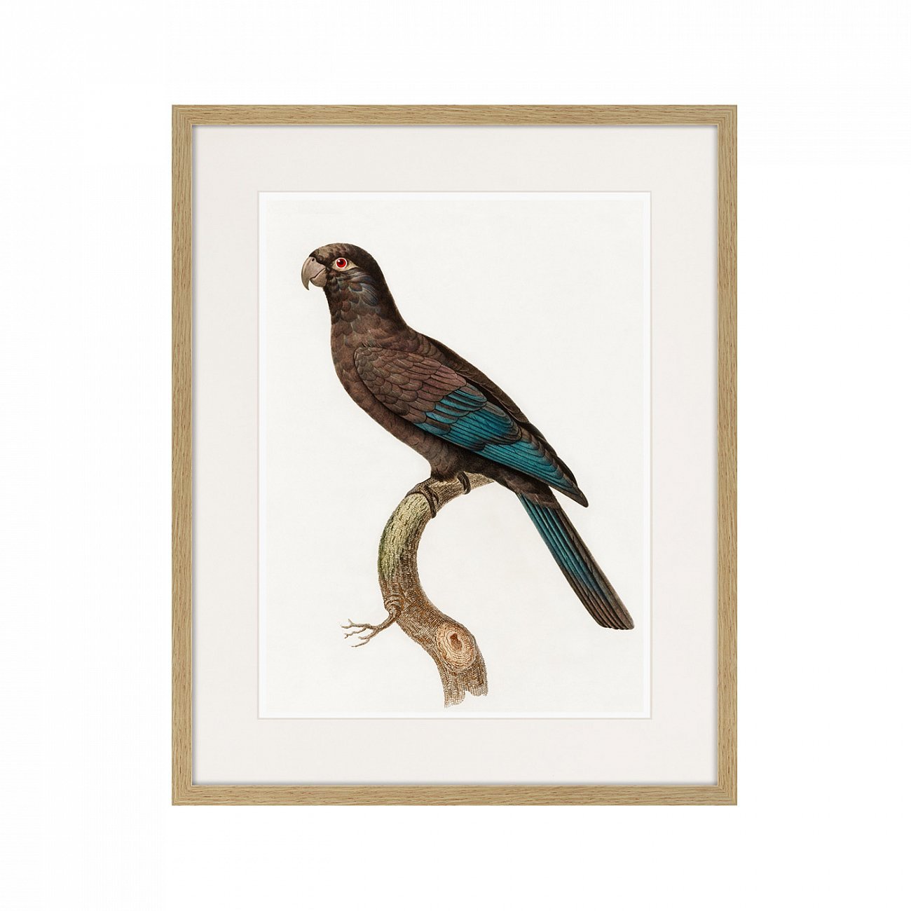 Литография на тонированной бумаге 52х42 см Beautiful parrots №10, 1872г. КАРТИНЫ В КВАРТИРУ  264300 Белый;коричневый;разноцветный  - Вид №1