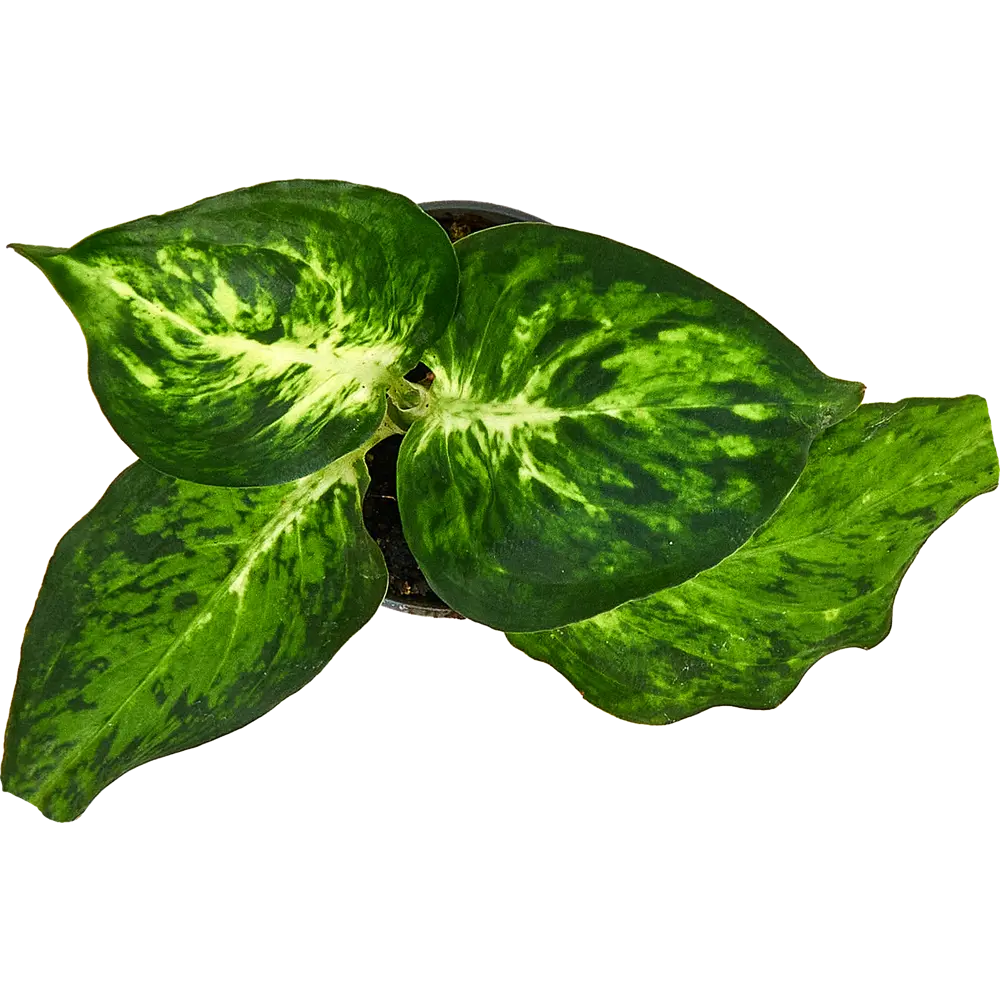 Диффенбахия Ами от Santreyd — тропическая элегантность в вашем интерьере 87819679 STLM-0075880 - Вид №2