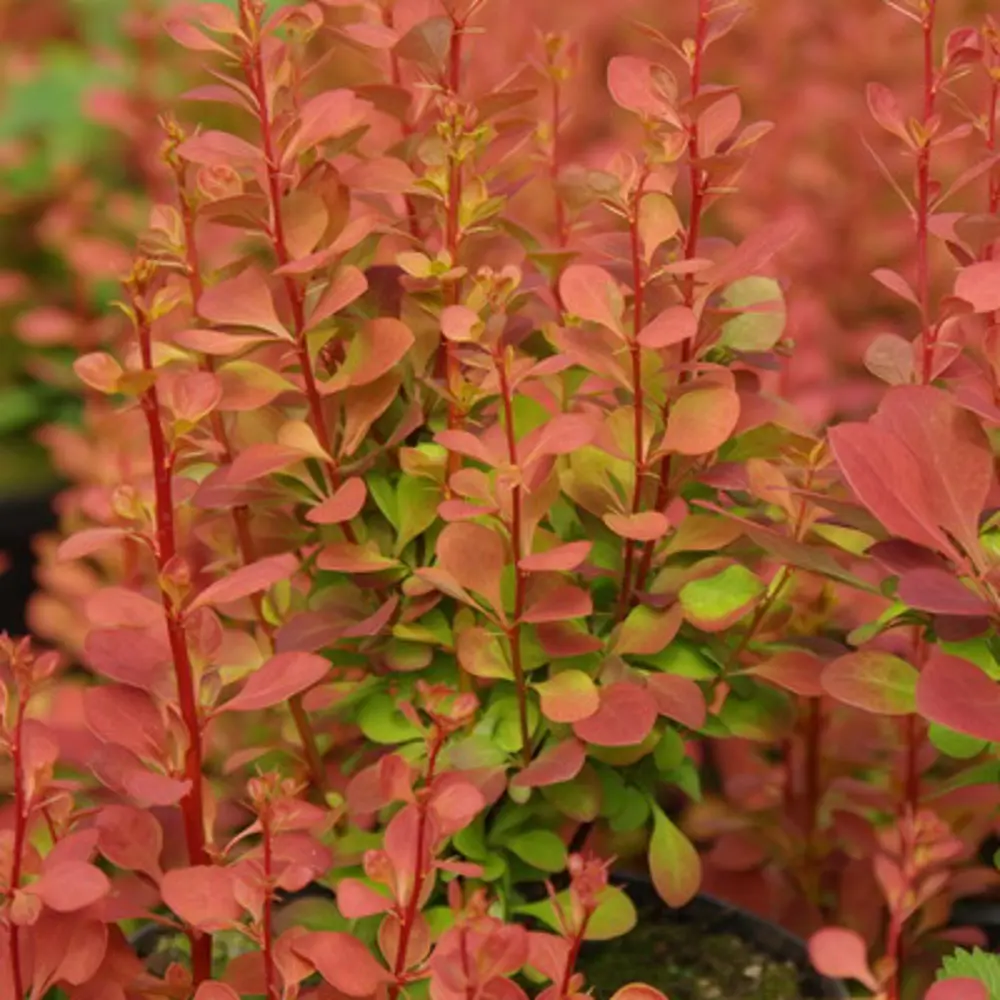 Барбарис Тунберга Оранж Рокет Santreyd - декоративный кустарник для живых изгородей 81968696 STLM-0959734 - Вид №3