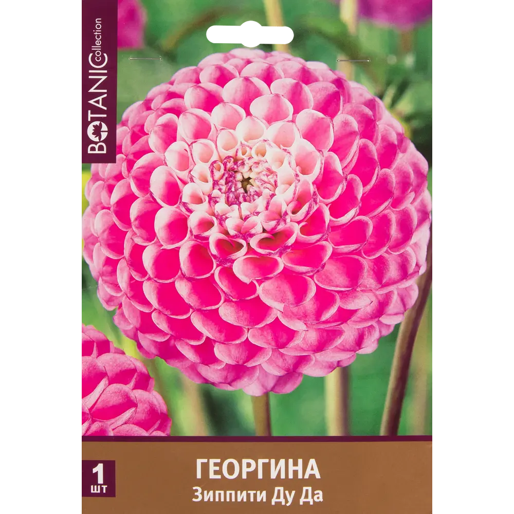 Георгина шаровидная «Зиппити Ду Да» 82539296 STLM-2081628 Santreyd 