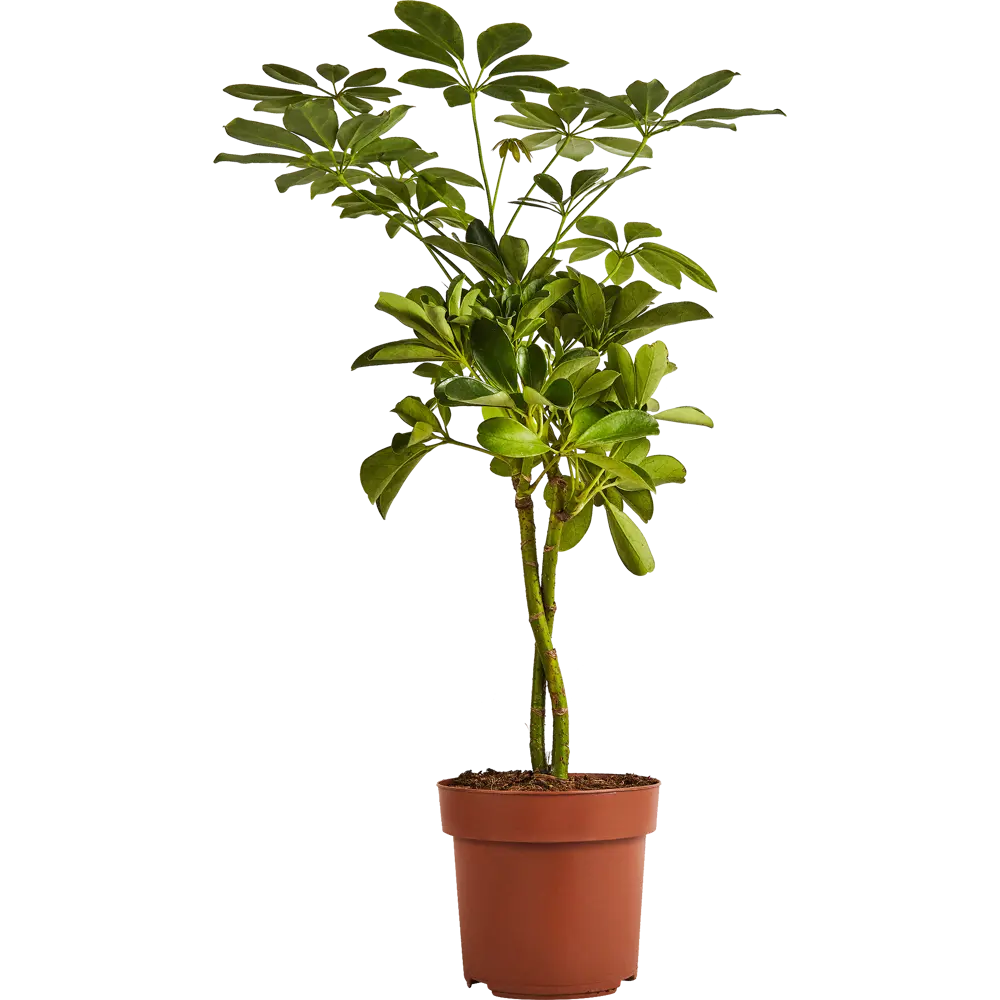 Santreyd Шеффлера Голд Капелла — Звездный лист с золотистыми узорами 89352946 STLM-1393580