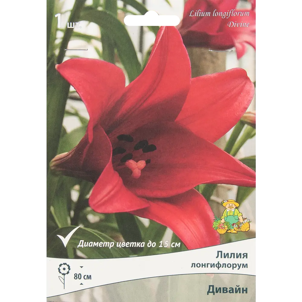 Лилия лонгифлорум Дивайн 85205735 STLM-2200168 ПОИСК 