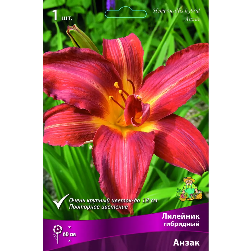 Лилейник гибридный Анзак луковица I 88294996 STLM-2056045 Santreyd 