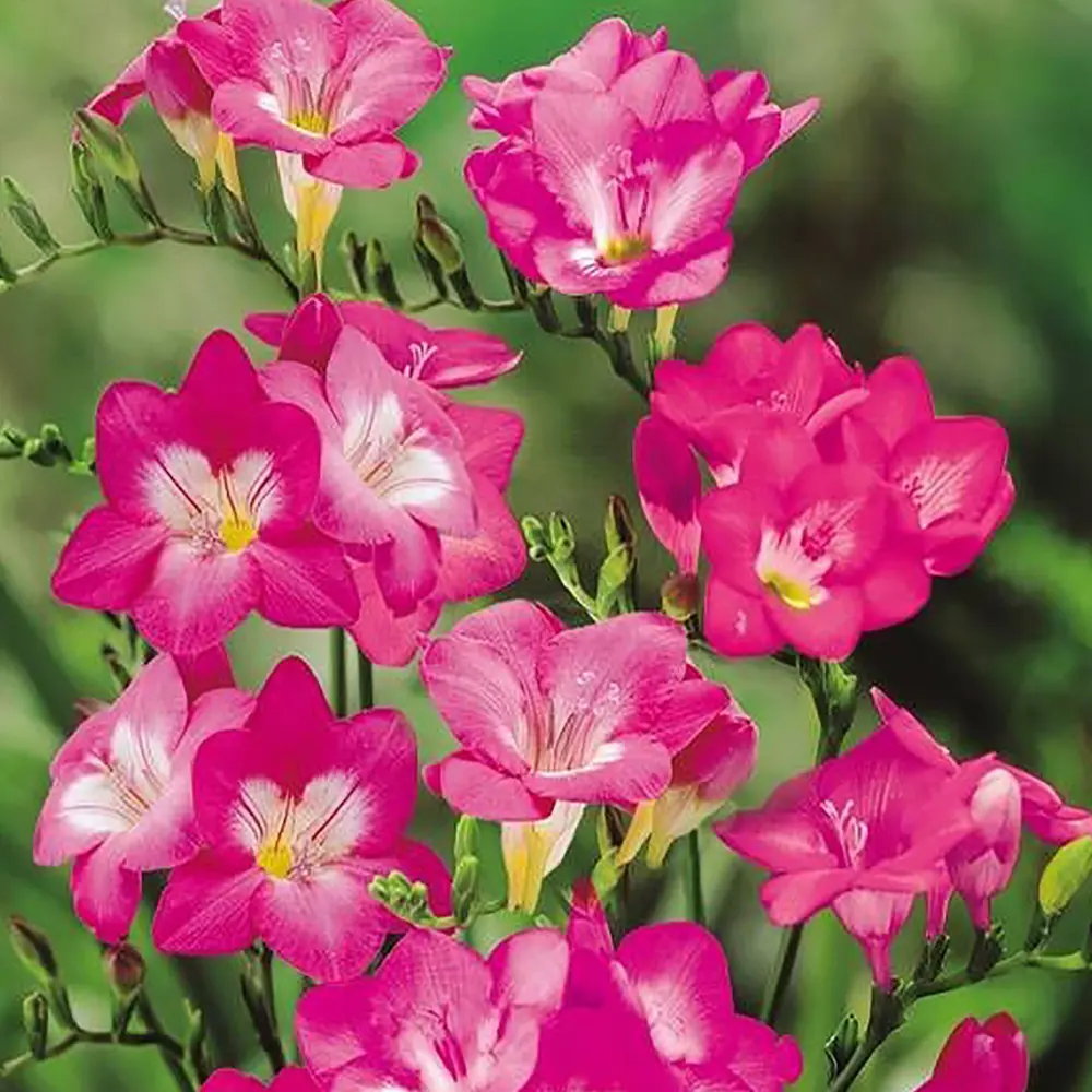 Фрезия «Single Pink», 5х6 см 12159617 STLM-2192205 GEOLIA 