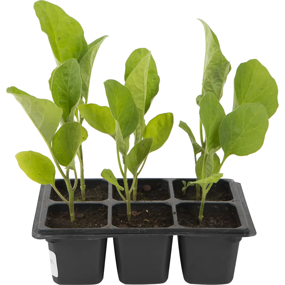 Баклажан в кассете 6 шт Поиск Santreyd STLM-2020262 - Вид №1