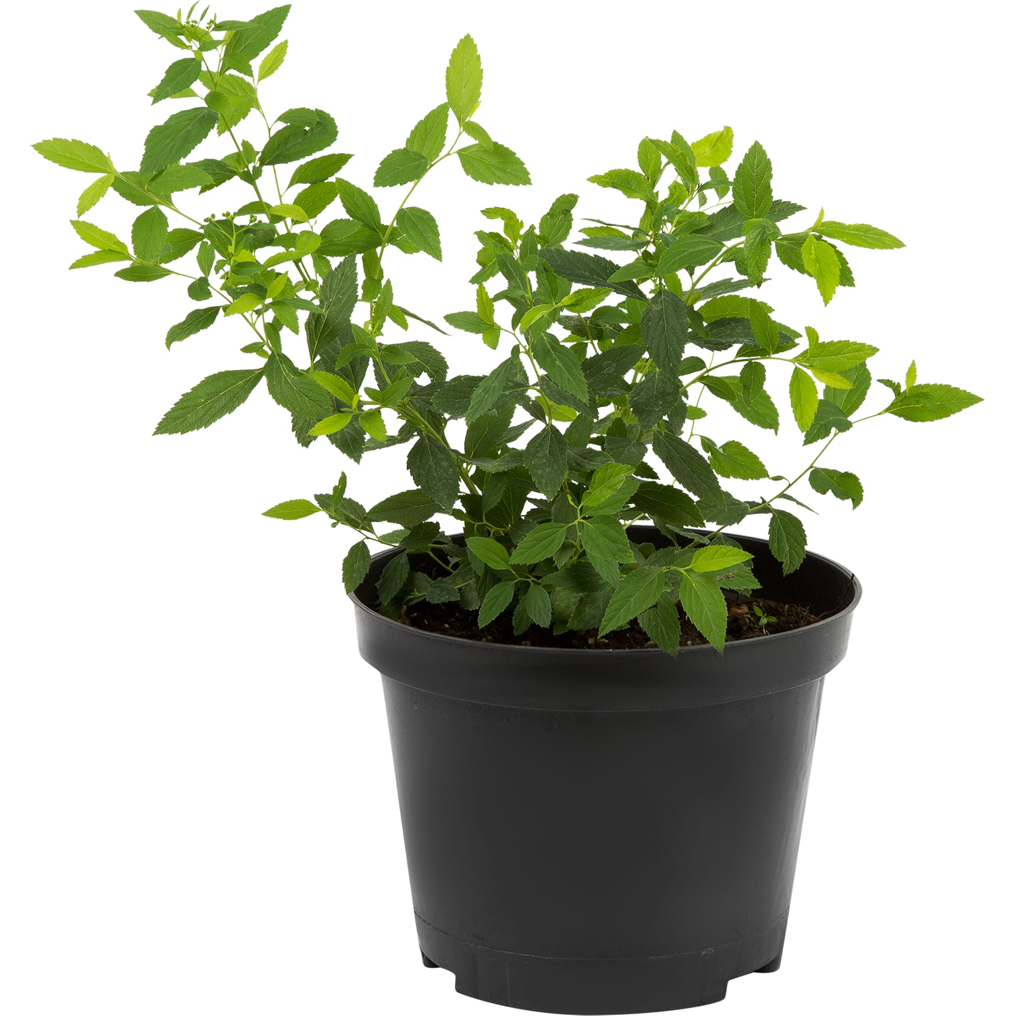 18468710 Спирея японская «Генпей», С3/20-40 см Santreyd 