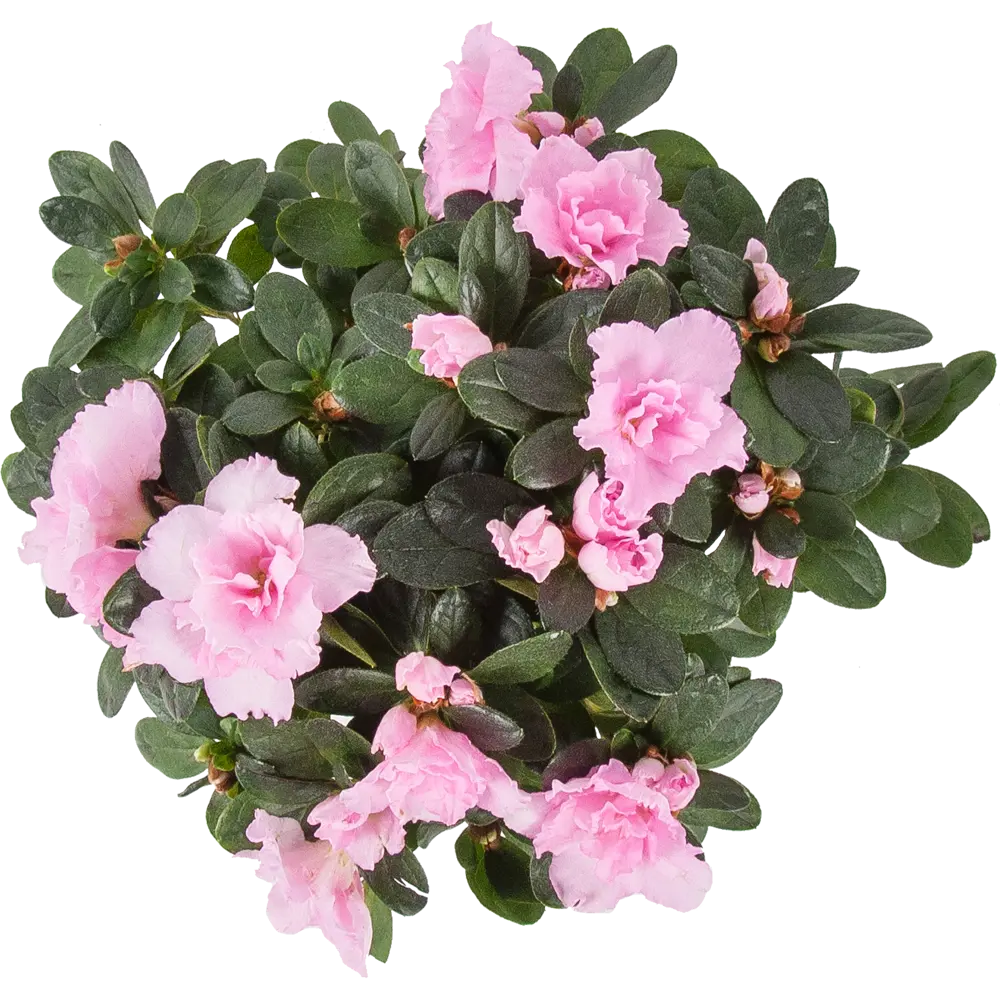 Азалия индика микс d12 h20 82579975 STLM-2103371 Santreyd  - Вид №1
