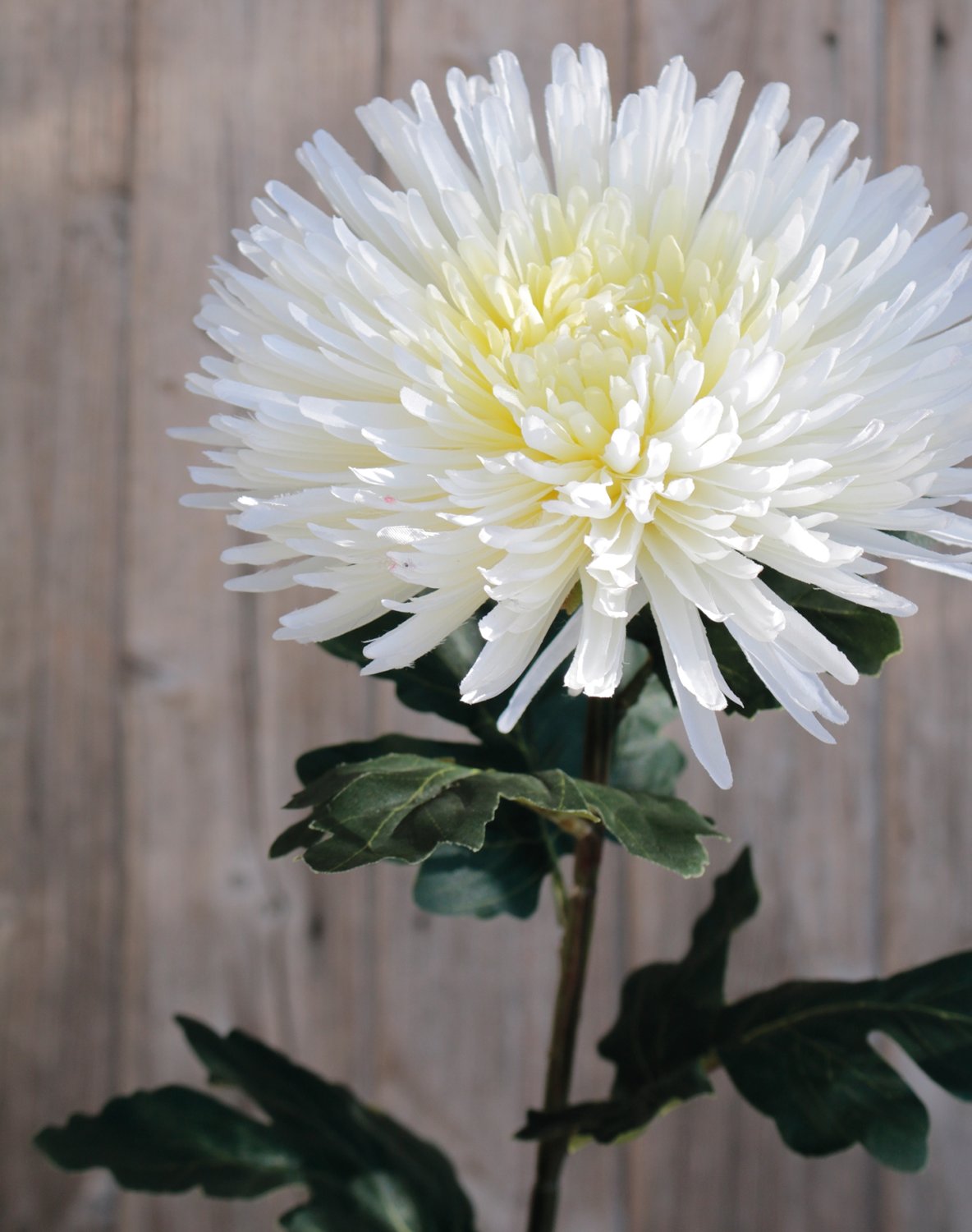 3427 778 a3 Хризантема искусственная, 88 см, бежево-белая H-andreas  - Вид №1