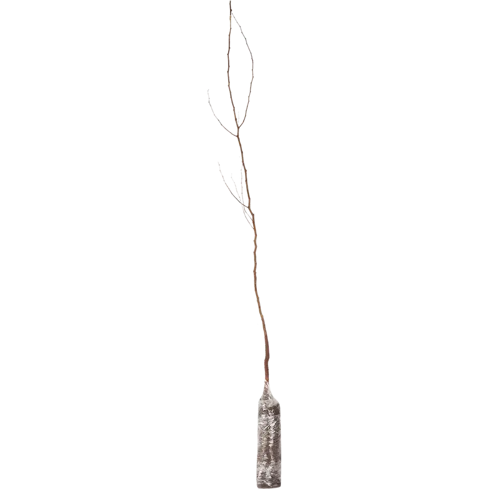 Абрикос «Краснощекий» в коробке 82155333 STLM-2067094 Santreyd  - Вид №2
