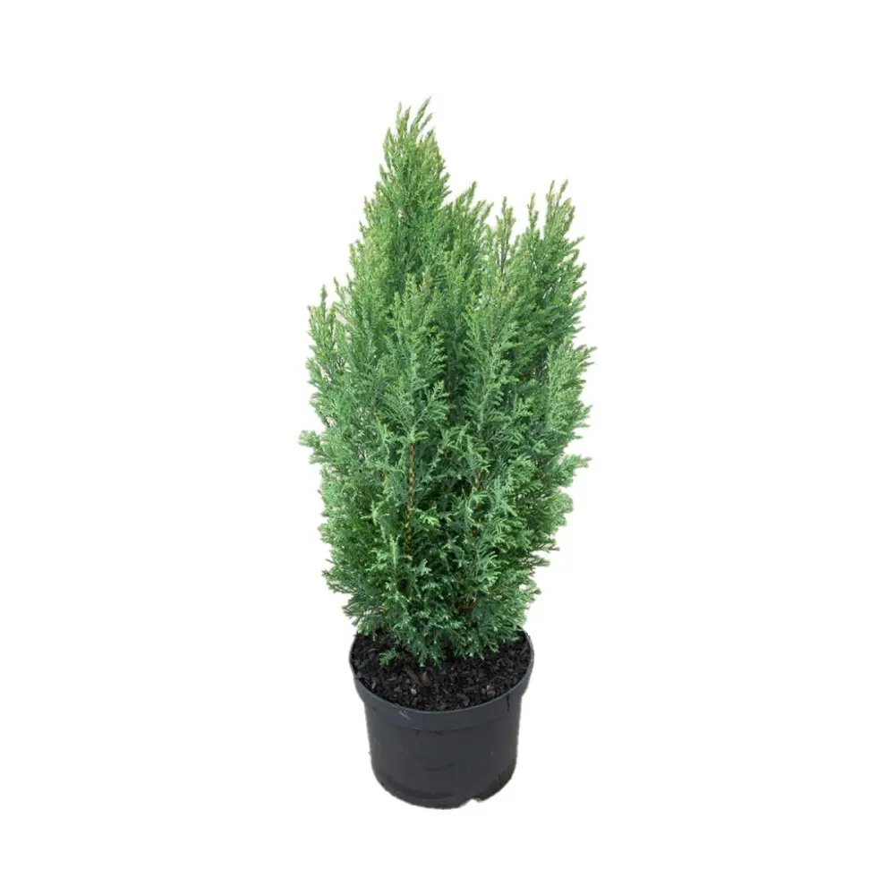 Кипарисовик Лавсона Элвуди ø13 h45 - 50 см 87691133 STLM-2012472 PLANTMARKET 