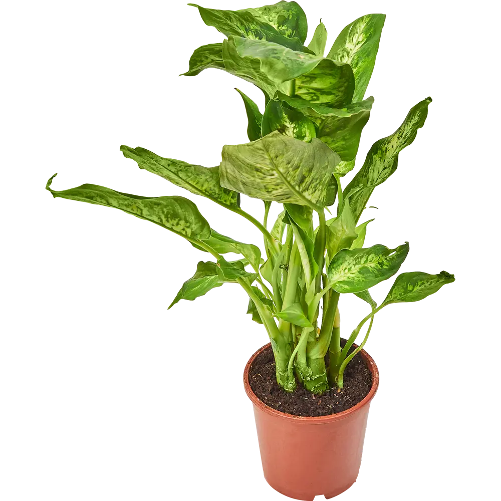 Диффенбахия микс Santreyd — яркий акцент для интерьера 85324965 STLM-0061529 - Вид №1